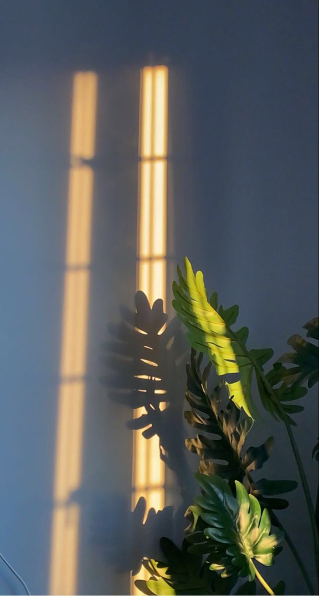Sunlight Stripes and Leaves