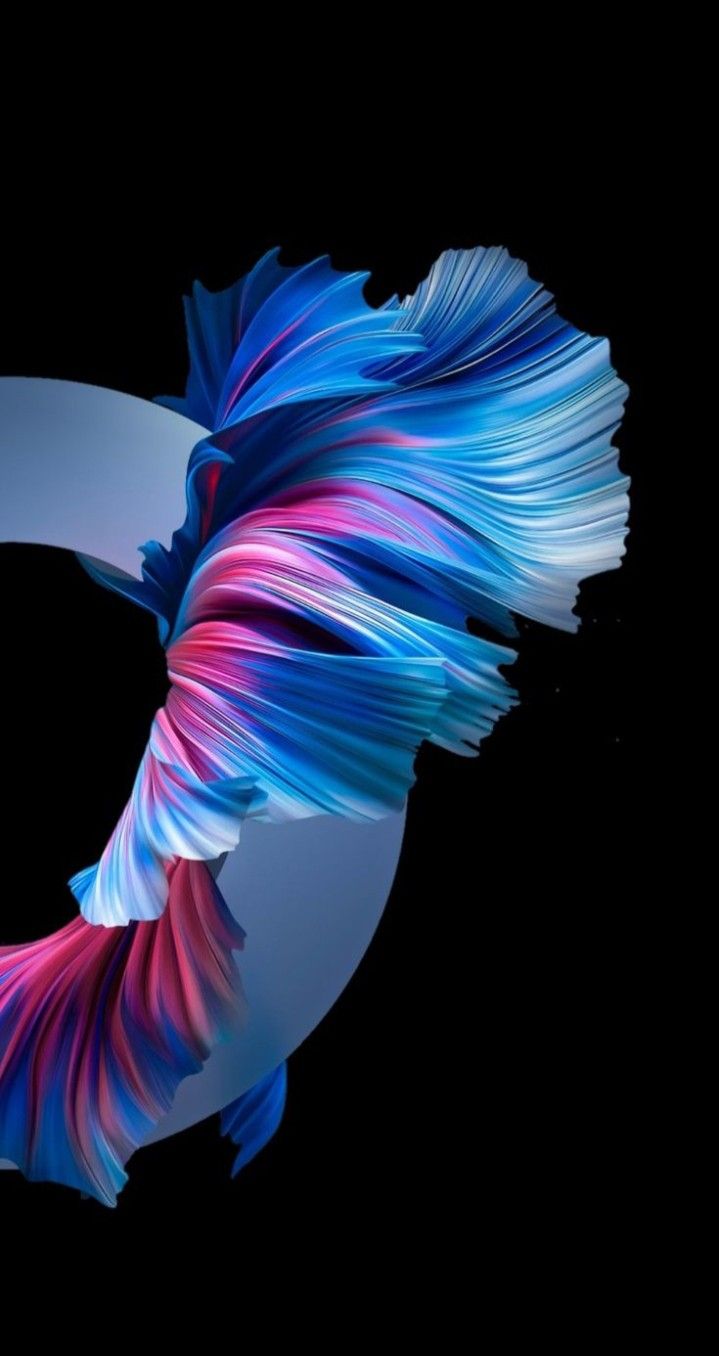A betta fish with flowing blue and pink fins on a black background.