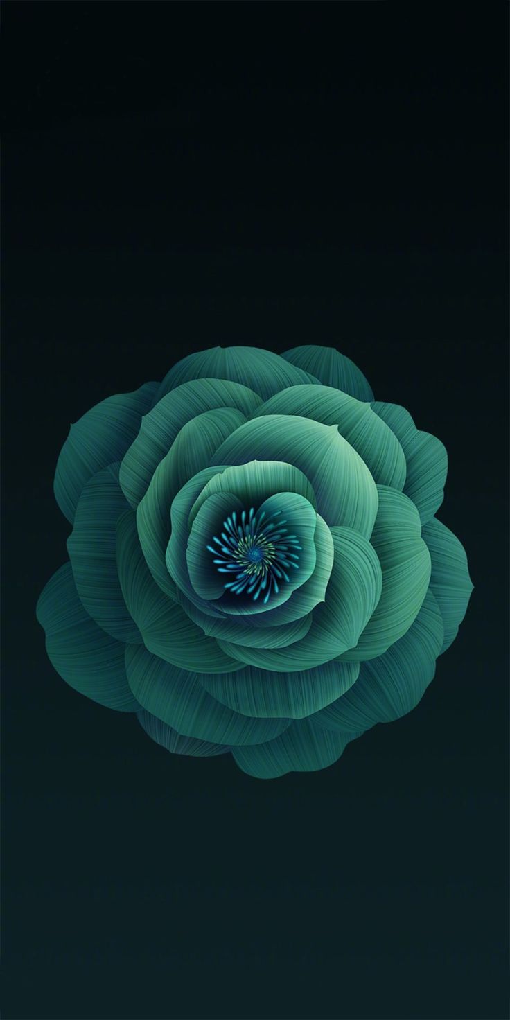 A single sea-green rose-like succulent, sharply lit, floating on near-black teal.