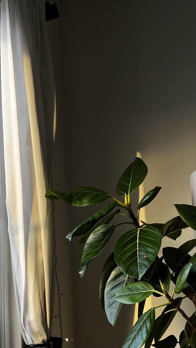 Rubber Plant by the Curtain
