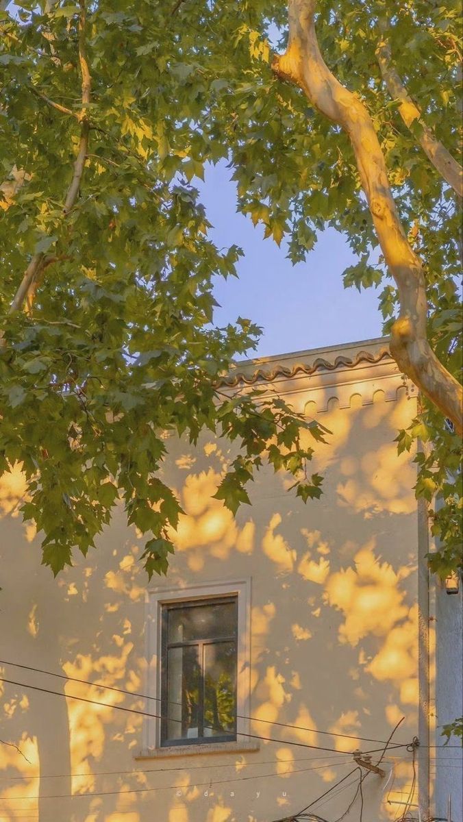 A yellow house wall in sunlight beneath the branches of a green tree.