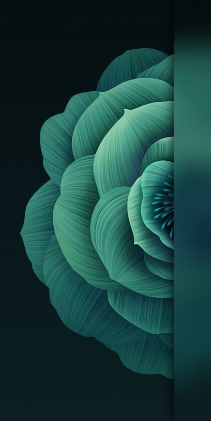 A close-up of a green rose-like succulent on dark teal.