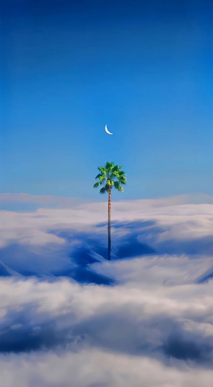 A single palm tree rising from a sea of clouds under a deep blue sky with a crescent moon.