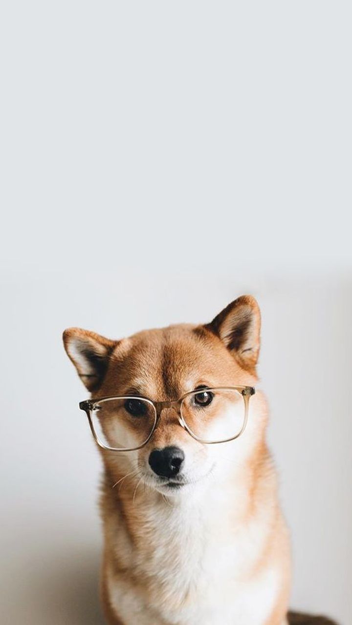 Shiba in Glasses