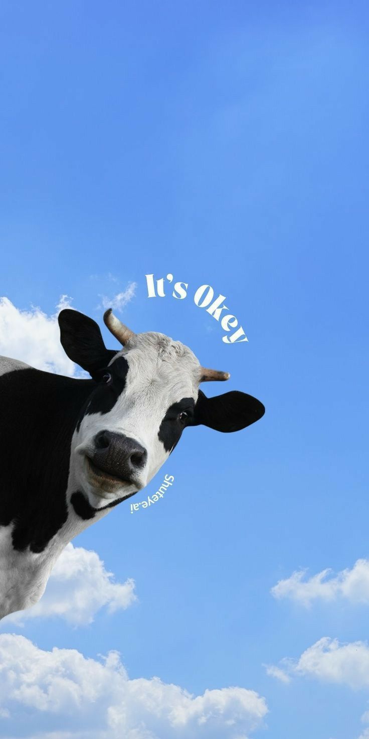 A cow peeking into the frame against a blue sky, with "It's okay" above it.