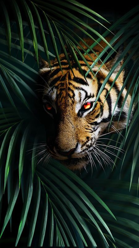 A tiger's face peering out from between dark green palm fronds.