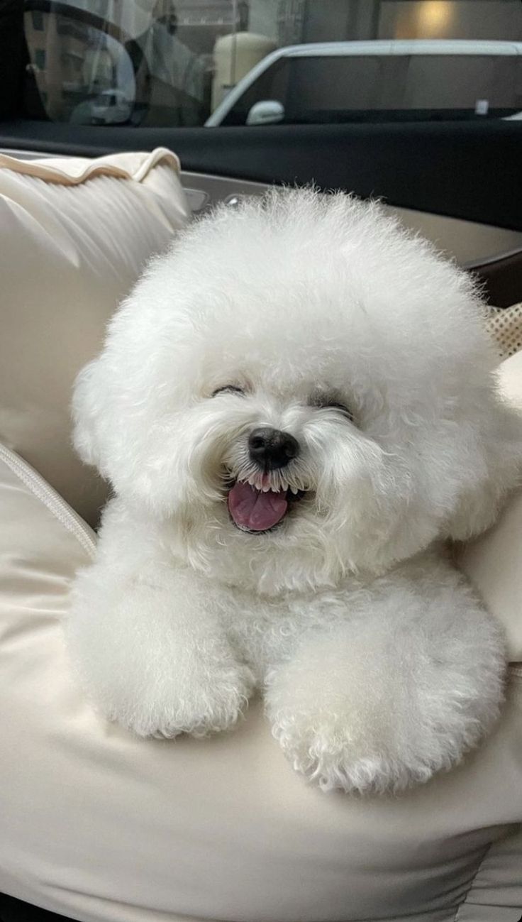 A fluffy white bichon frise smiling on a white cushion.