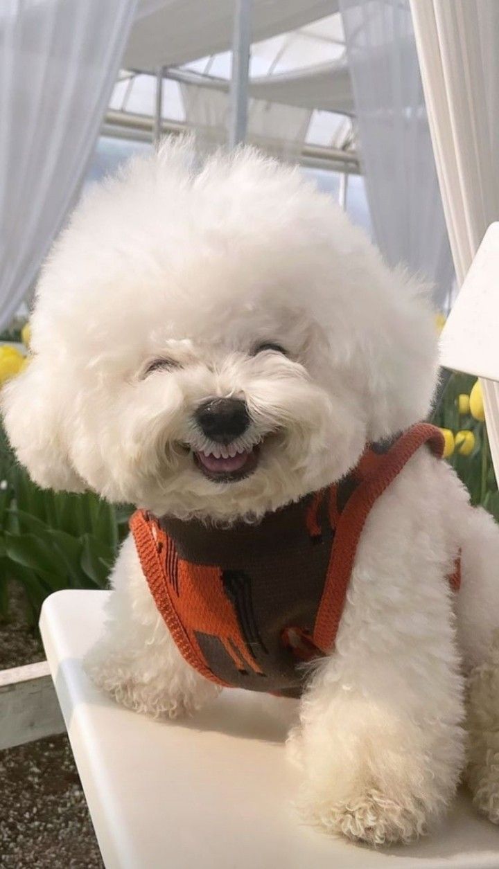 Fluffy Dog in Red Harness