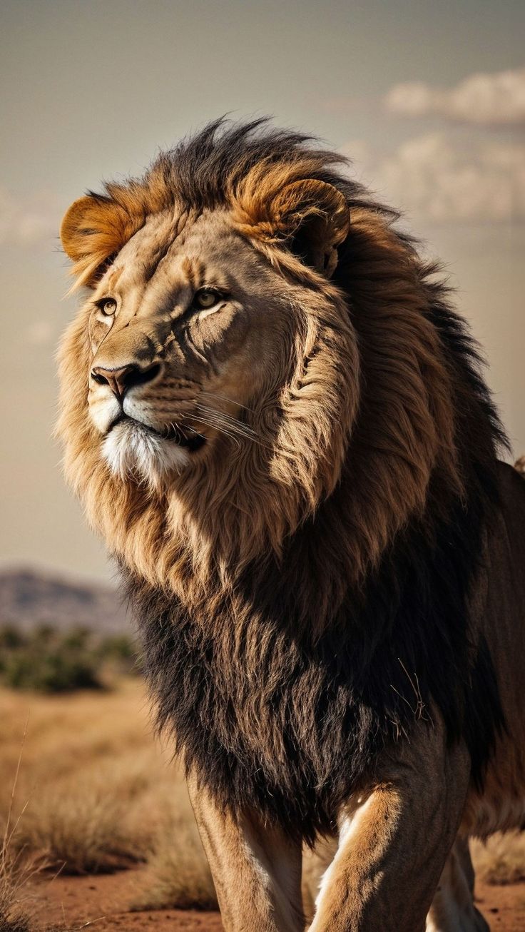 A majestic lion with a dark mane striding across dry grassland.