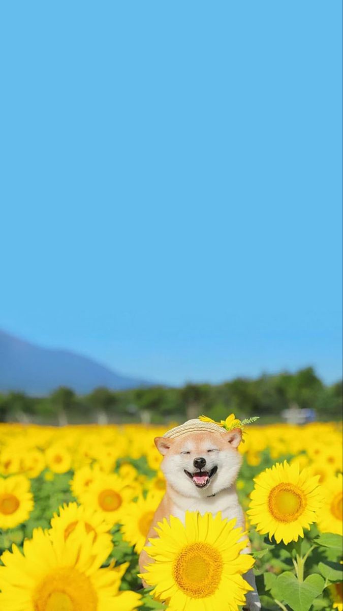 Shiba in Sunflowers