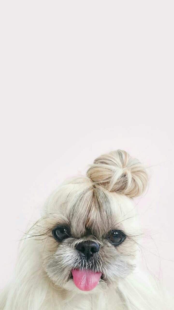 Topknot Shih Tzu
