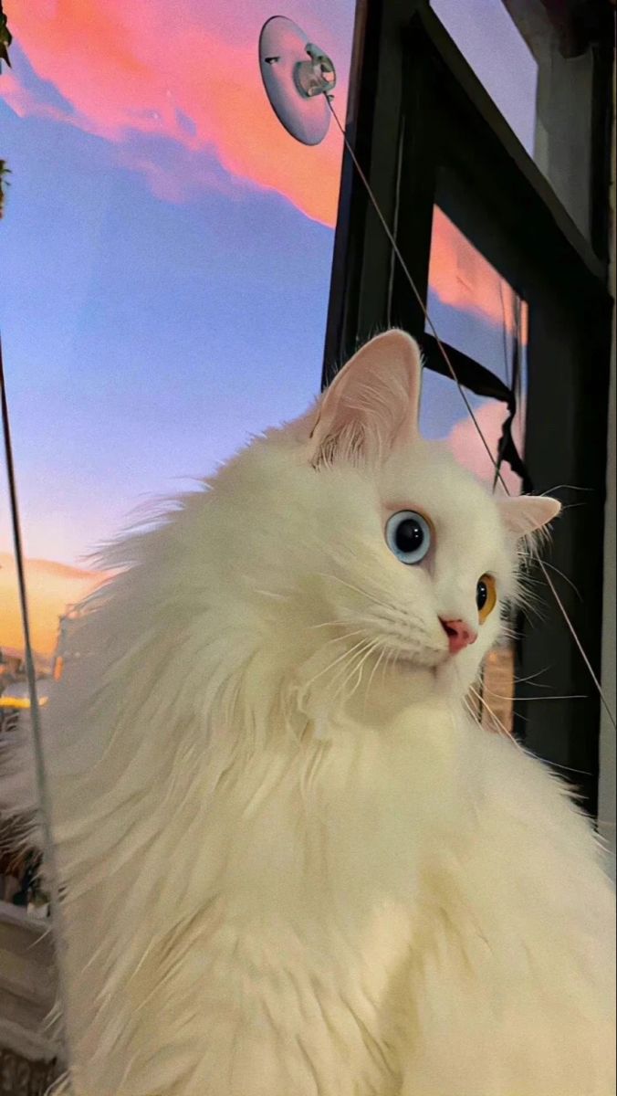 A fluffy white cat with blue eyes sitting by a window as the evening sky turns pink.