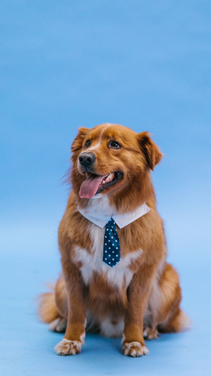 Dog in a Bow Tie