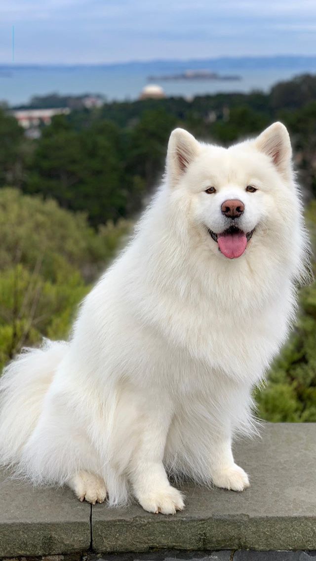 A smiling white samoyed sitting on a wall above a green valley and the sea.