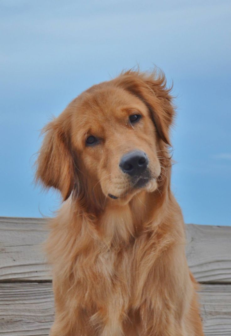 A fluffy golden retriever sitting on a wooden pier against the sky.