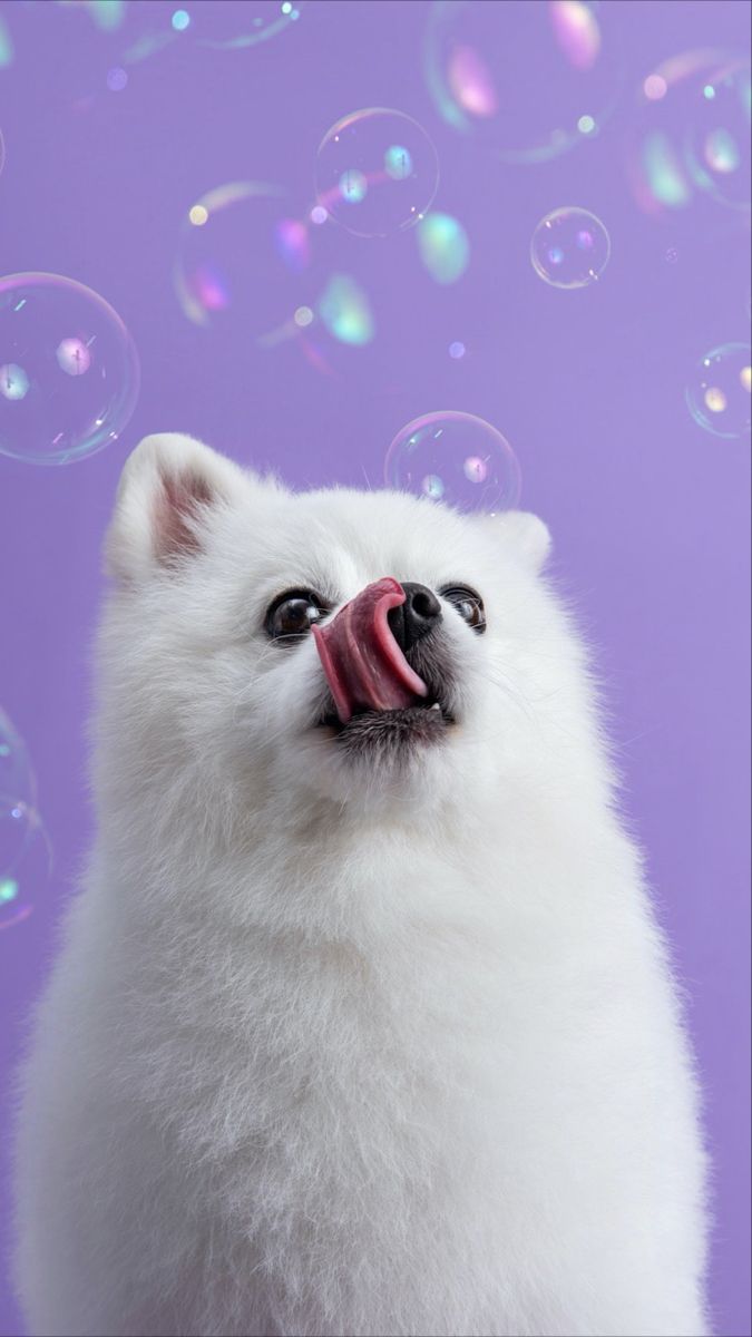 Pomeranian and Bubbles