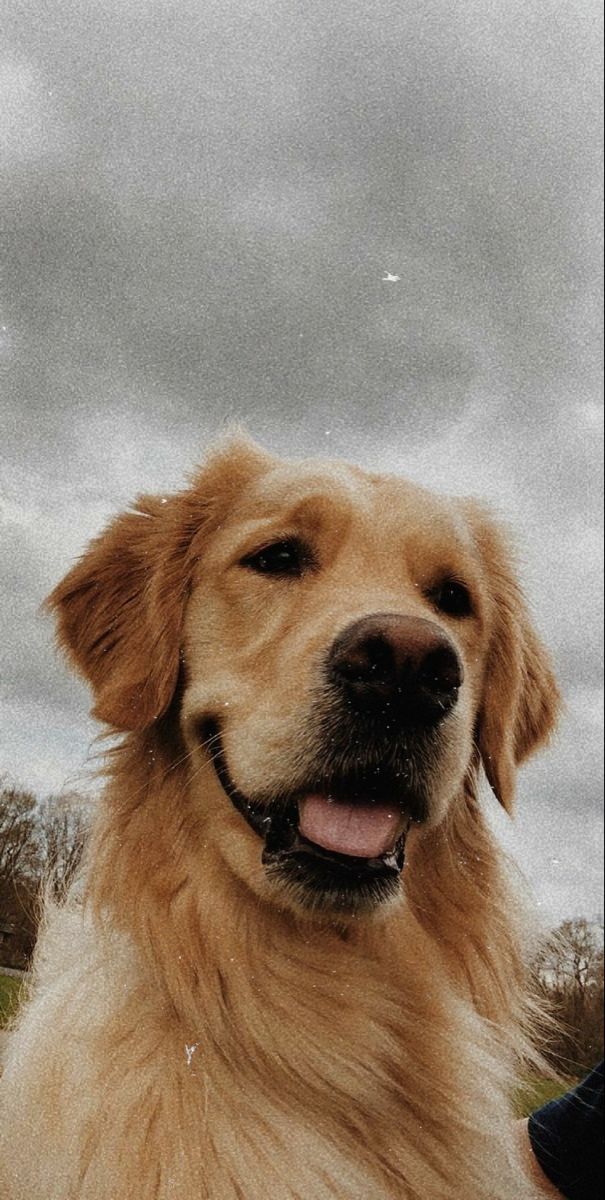 Cheerful Golden Retriever