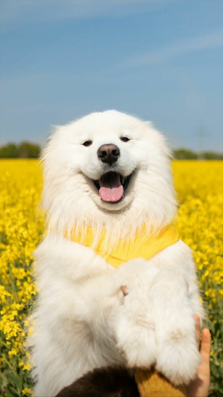 Samoyed in Rapeseed