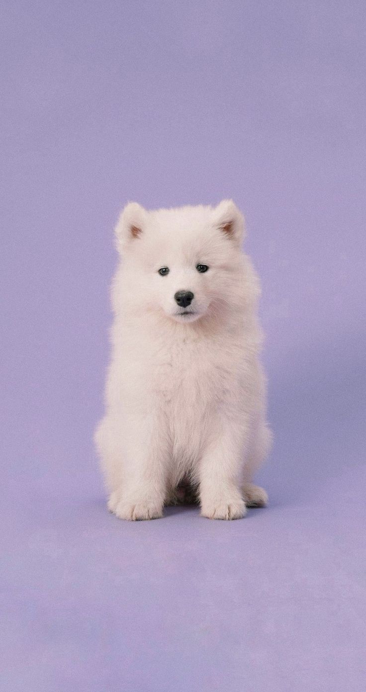 Samoyed Puppy on Lilac