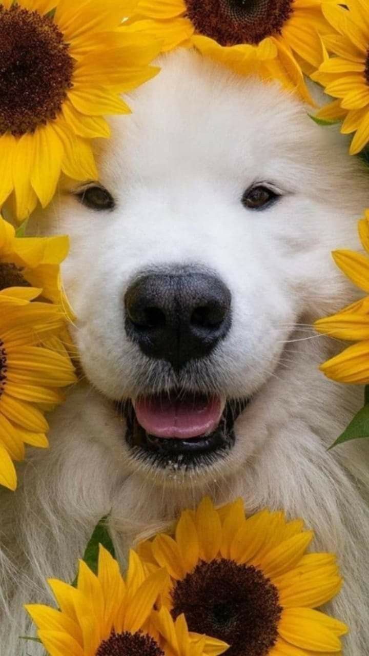 A happy white samoyed surrounded by bright yellow sunflowers.