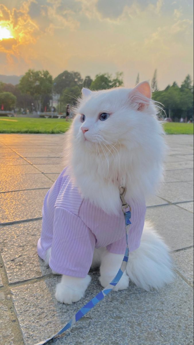 Cat in a Lilac Jumper