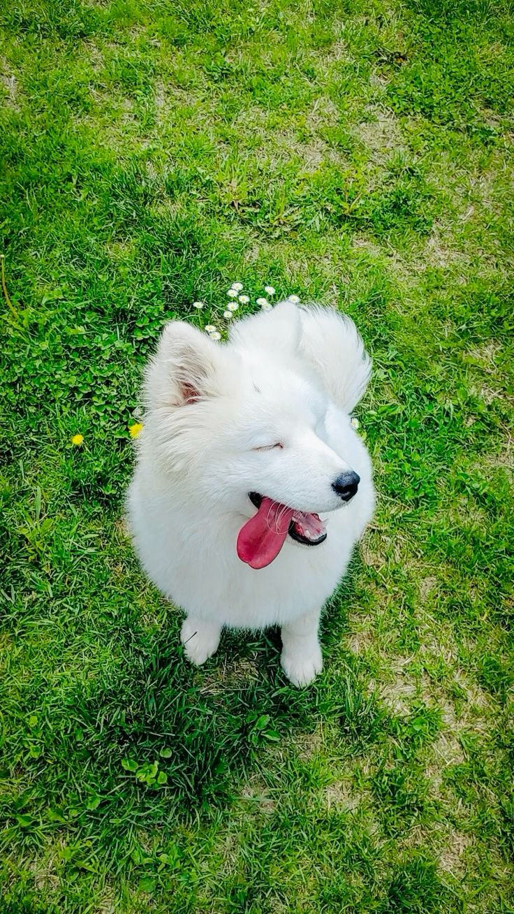 Fluffy Dog on the Grass