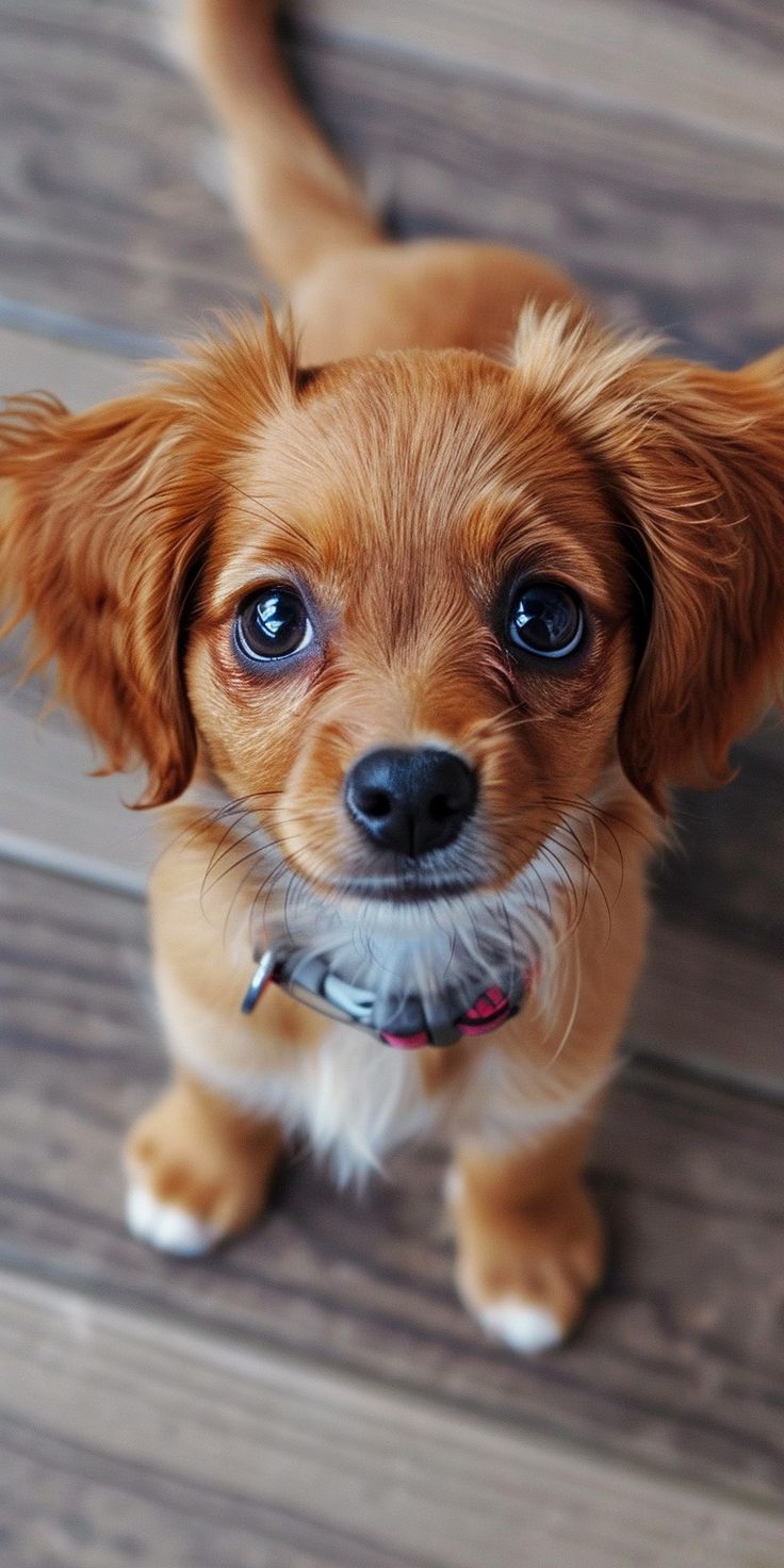 A small ginger puppy with big eyes looking up from a wooden floor.