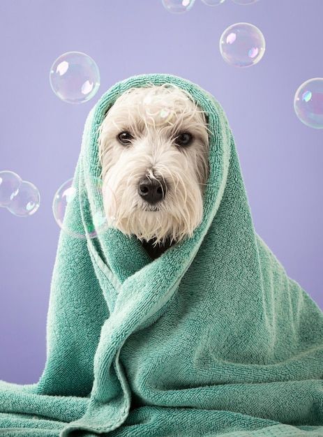 Terrier in a Towel