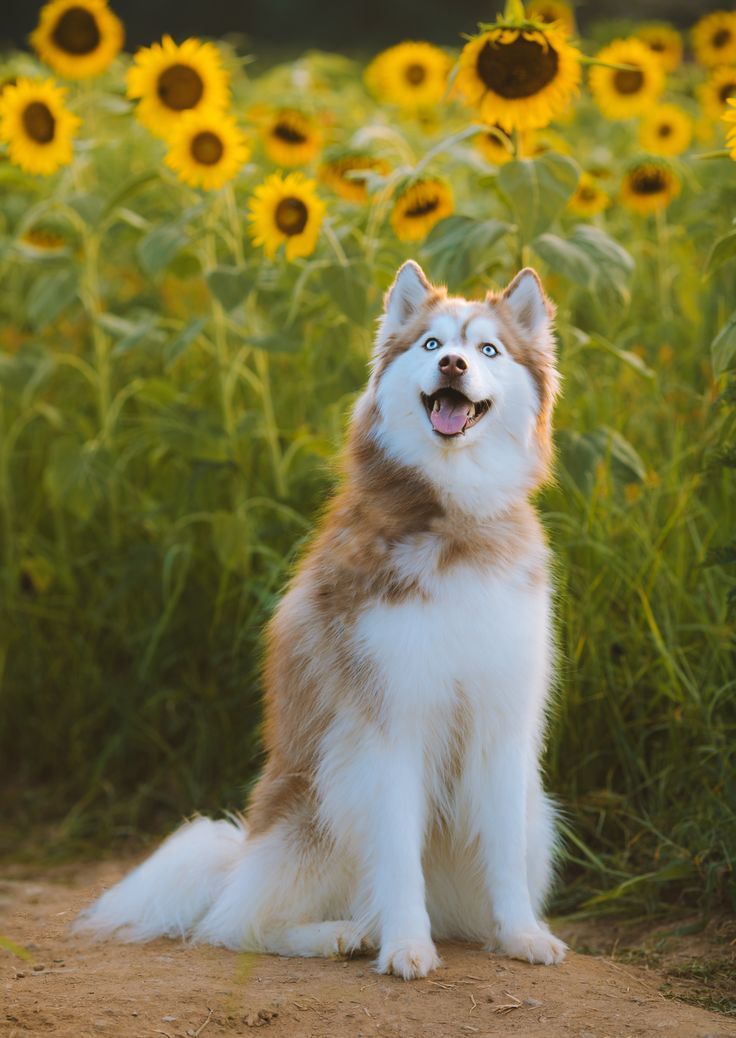 A husky-mix dog sitting in front of a tall field of sunflowers.