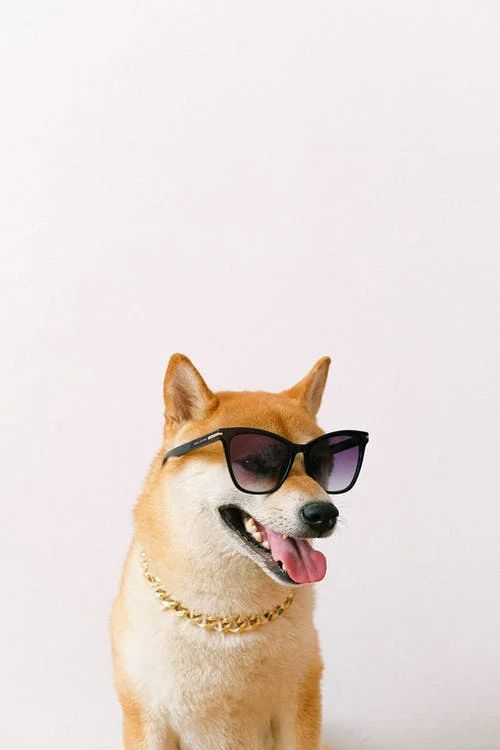 Shiba in a Gold Chain