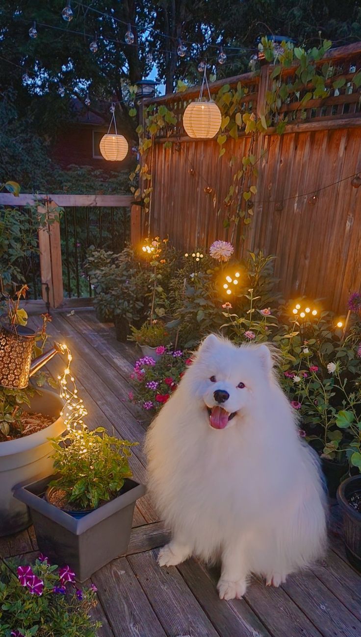 Samoyed Under String Lights