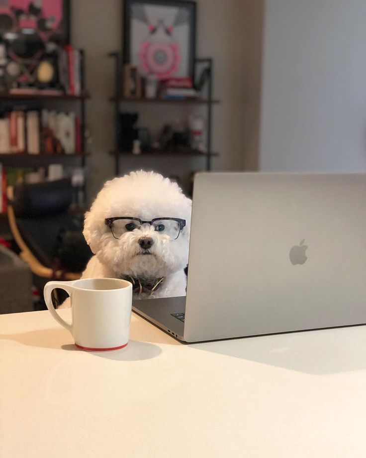 A white fluffy dog in glasses at a desk with a laptop and a coffee cup.