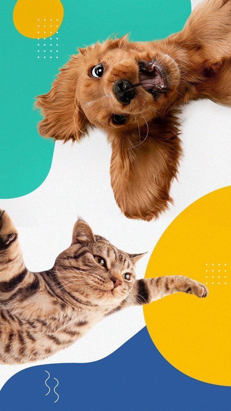 Spaniel and Tabby Leap