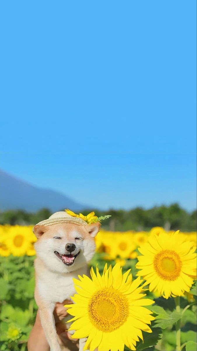 A smiling shiba inu wearing a flower crown in a sunflower field under a blue sky.