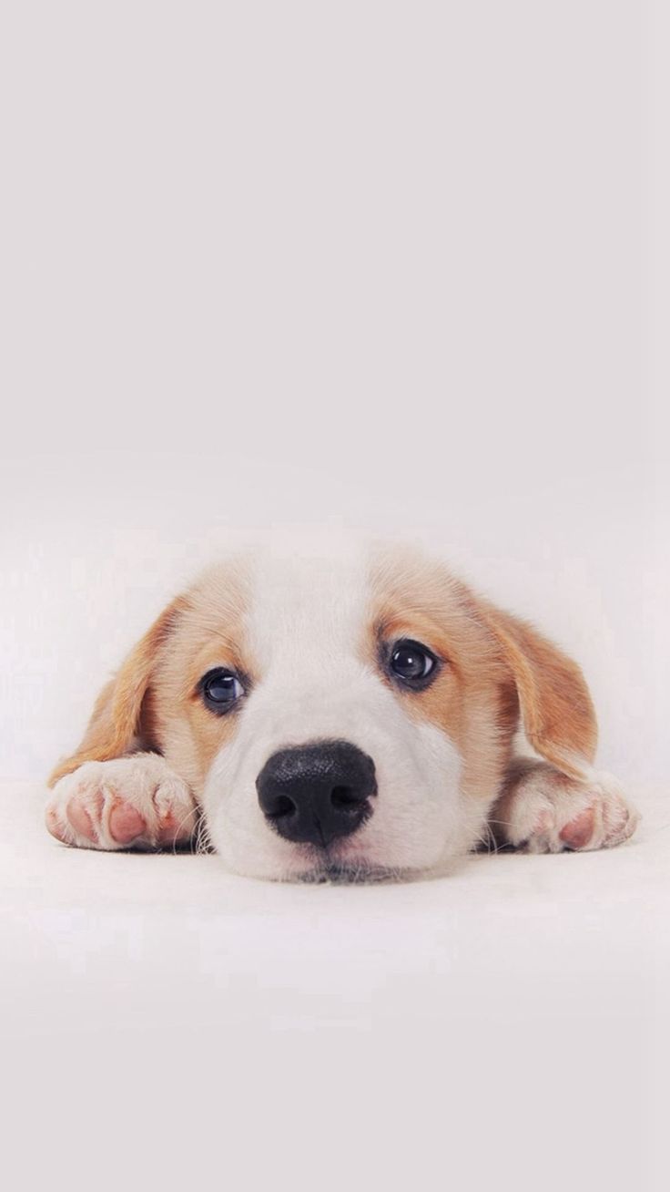 Resting Puppy