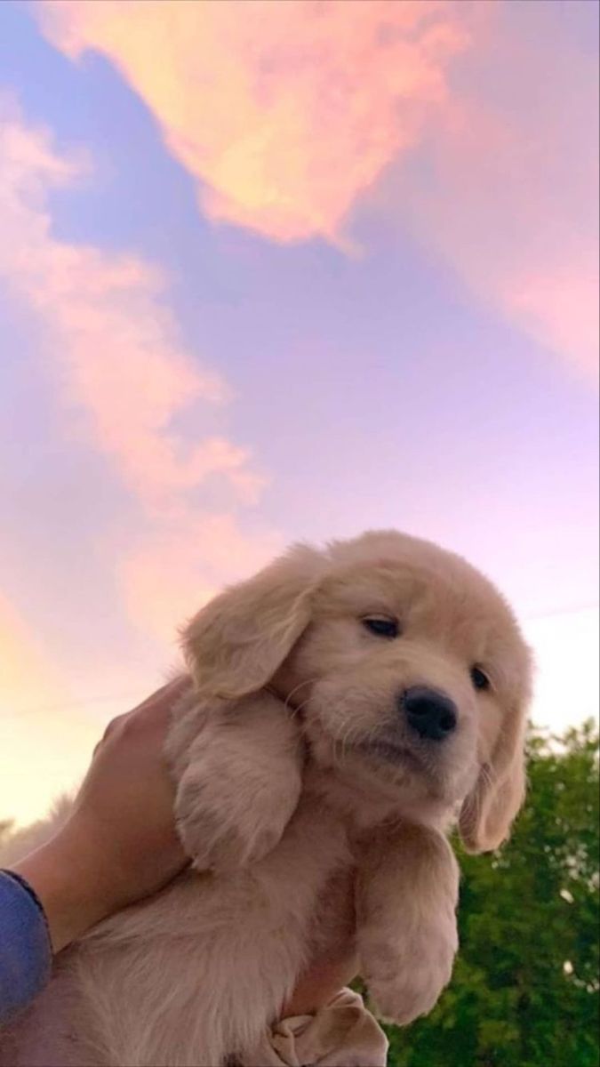 Puppy in the Pink Sky