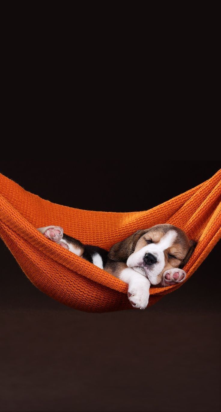 A puppy curled up asleep in an orange hammock against a dark background.