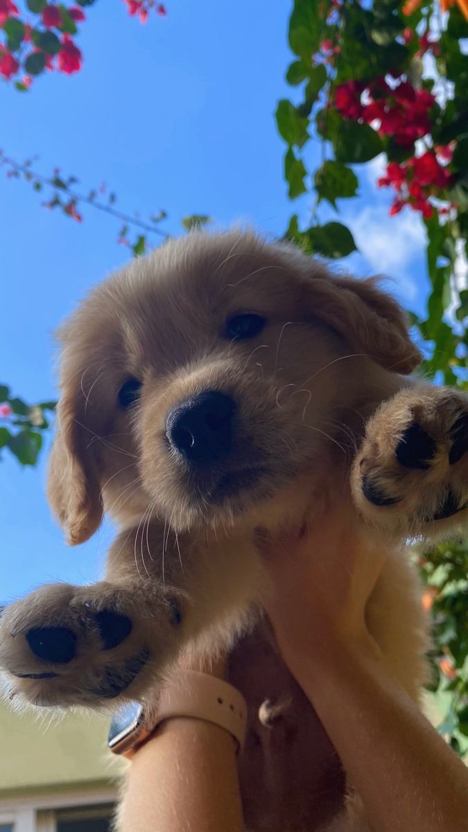 A fluffy golden puppy held up toward the camera beneath red flowers and a blue sky.