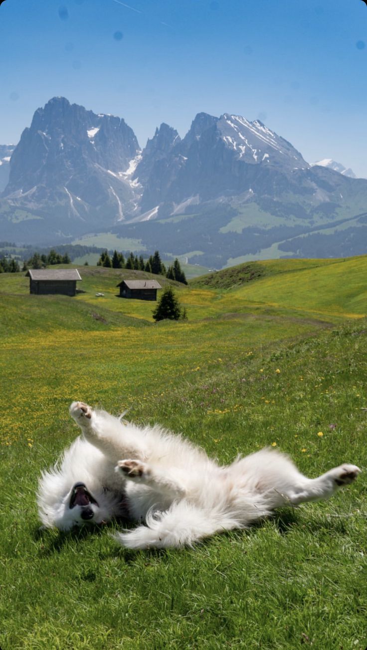A white fluffy dog rolling on its back in a green alpine meadow below rocky peaks.