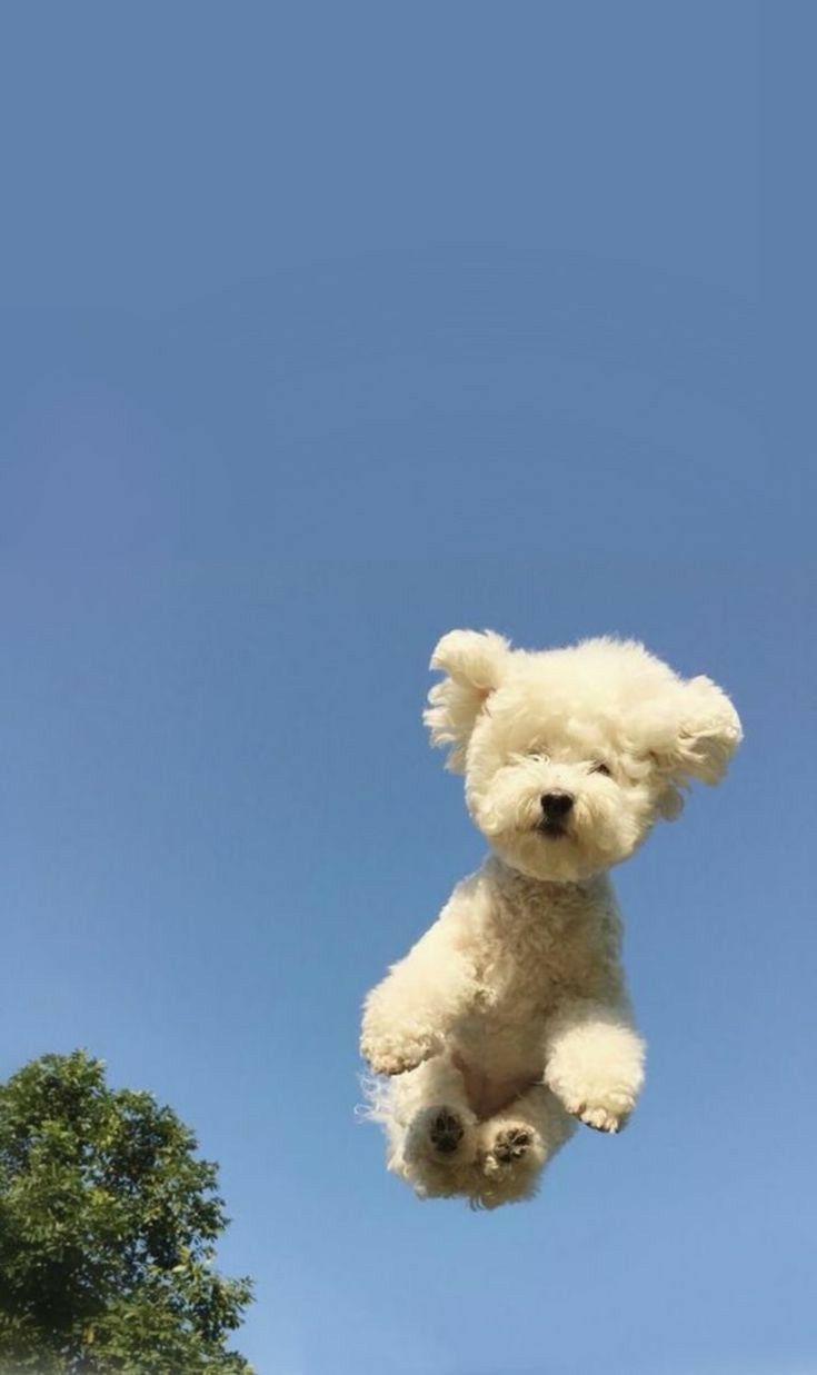 Leaping White Puppy