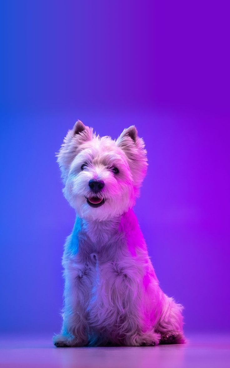 A fluffy white terrier sitting under pink and blue studio light.