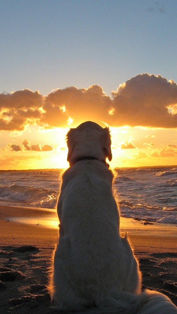 A dog sitting on a beach watching the sun set behind glowing clouds.