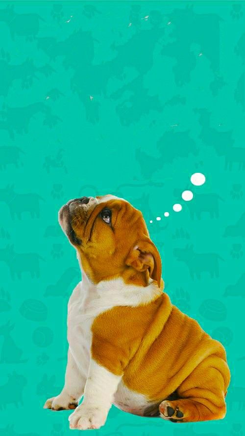 A bulldog puppy looking up at a thought bubble on a teal background.