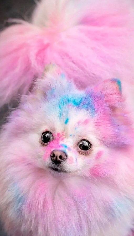 A fluffy Pomeranian with pink and blue dyed fur looking straight at the camera.