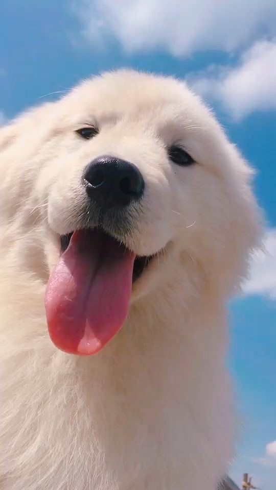 Happy Fluffy Dog