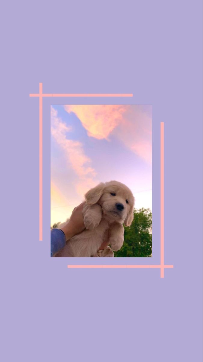 Framed Golden Puppy