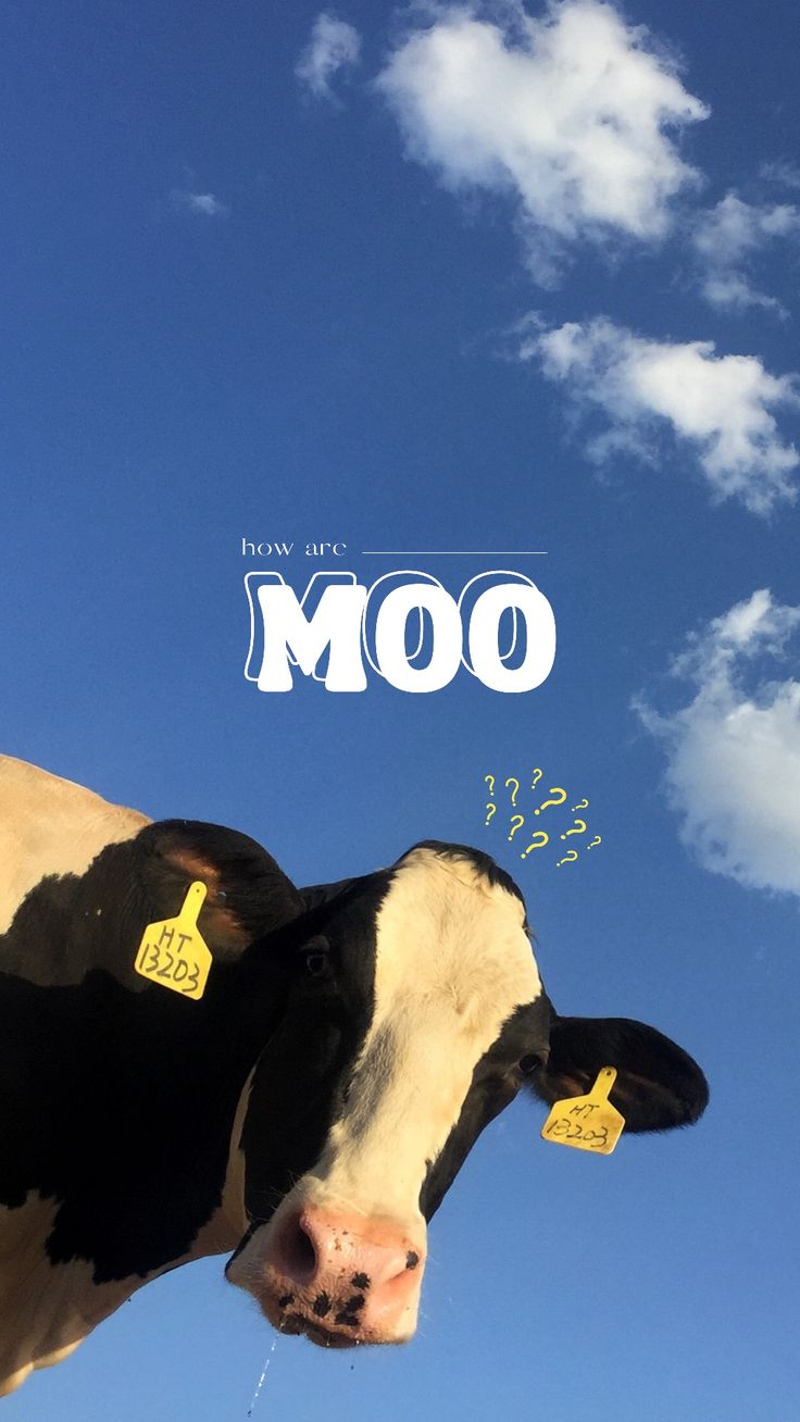 A black-and-white cow peering up at the camera under a blue sky, with the word "Moo".