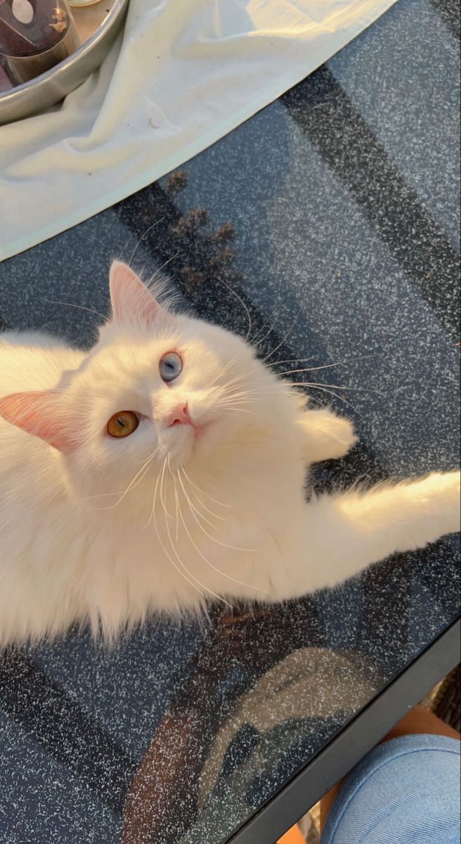 A fluffy white cat looking up from a grey blanket.