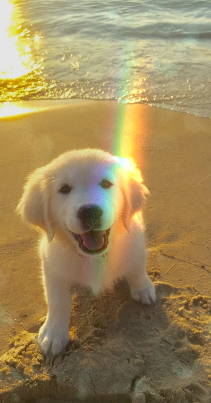 A golden retriever puppy on a sunny beach with a rainbow lens flare.