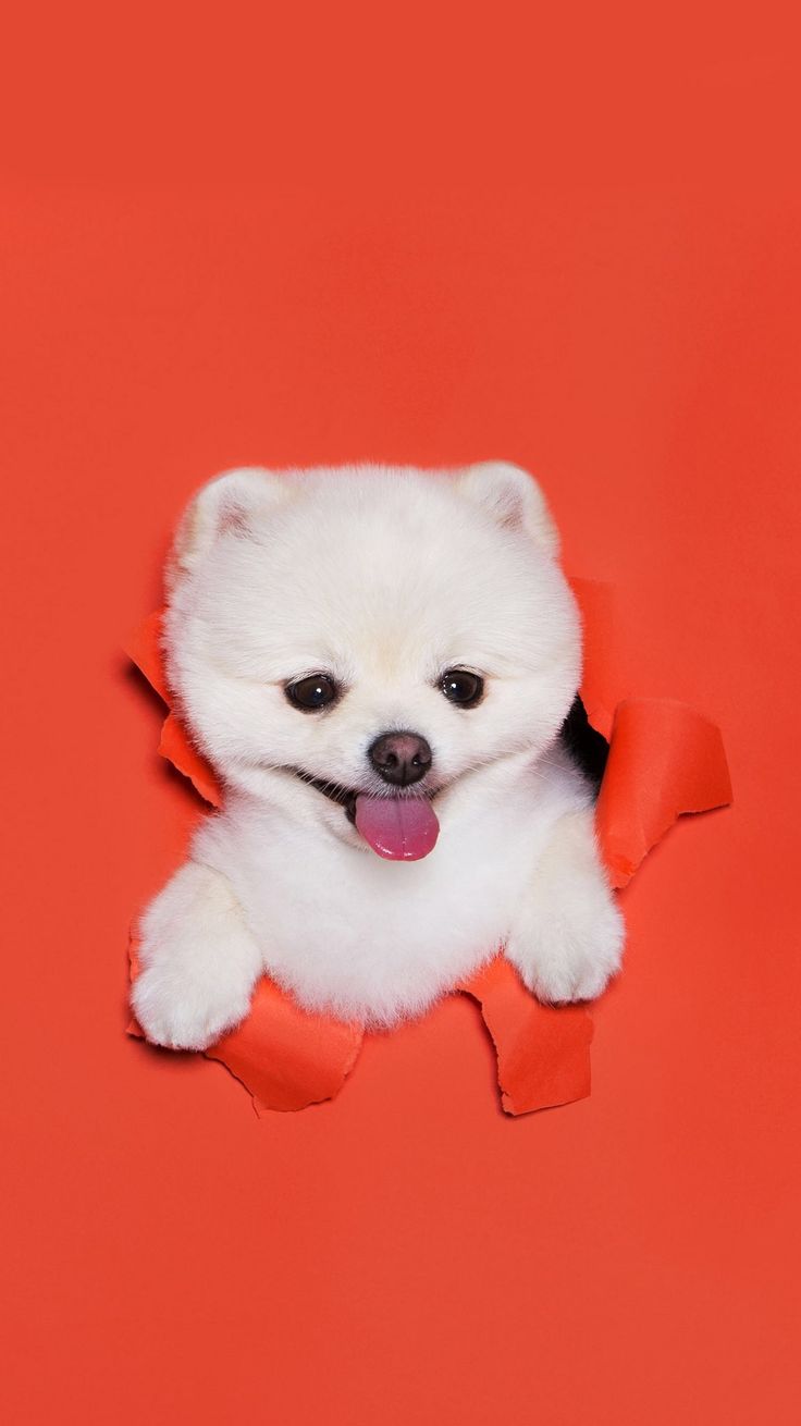 A white Pomeranian bursting through an orange paper wall.